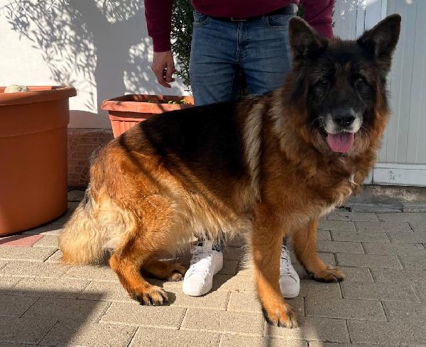 EROS BELLISSIMO PASTORE TEDESCO Foto 4